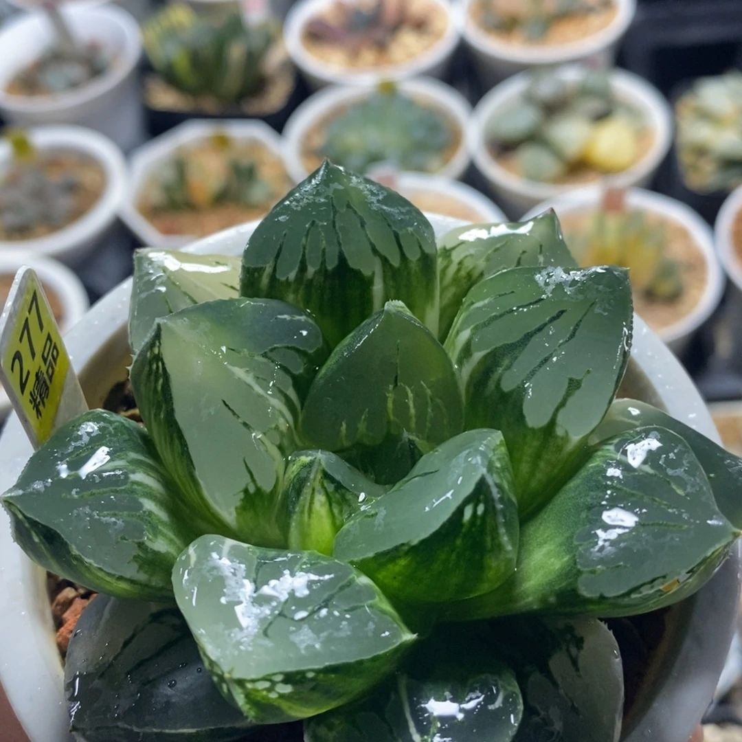 不开花植物277莫迪卡十二卷