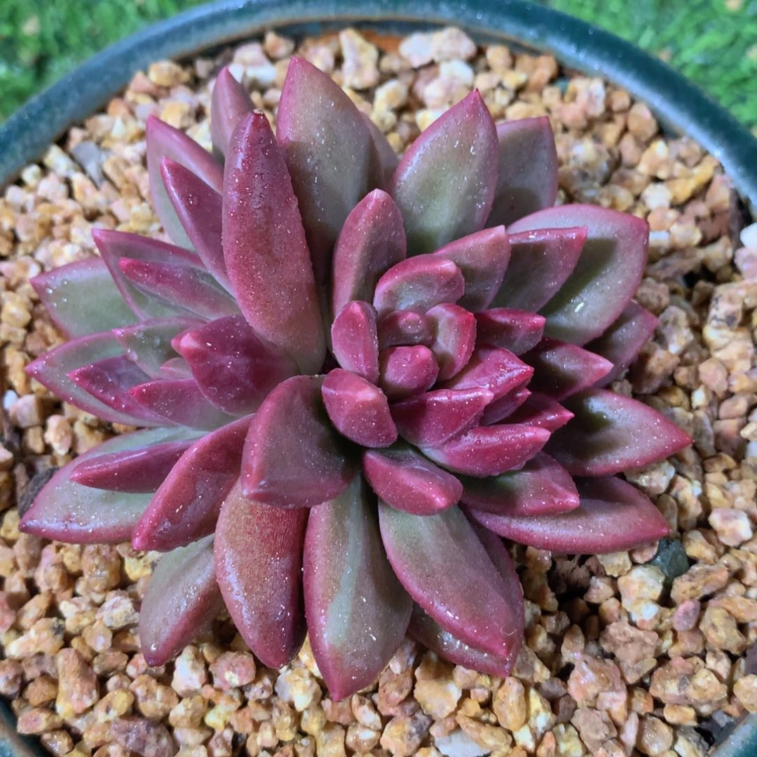 迷雾泡泡10 公分一物一拍