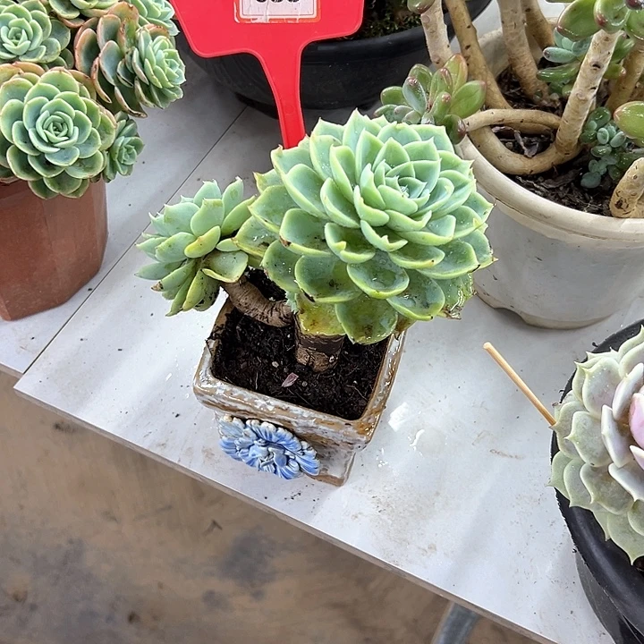 夏***军三色金多肉葡萄088