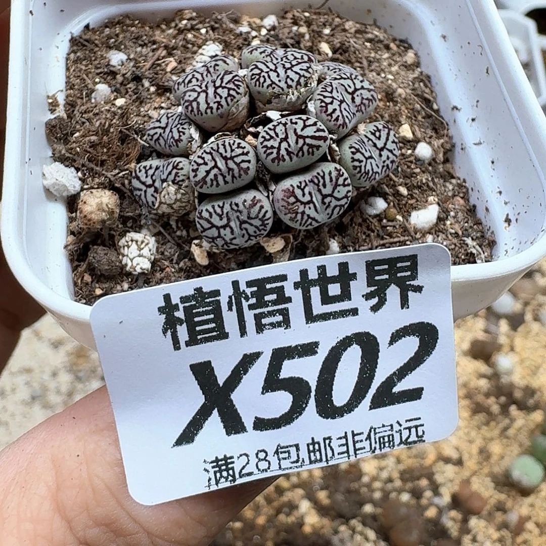 多肉植物的日子去吃
