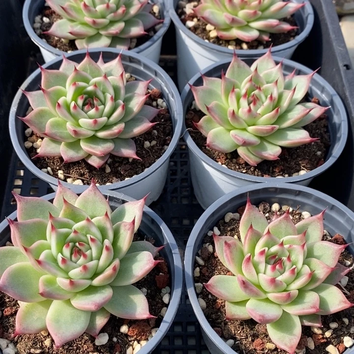 92 多肉植物盆栽花卉