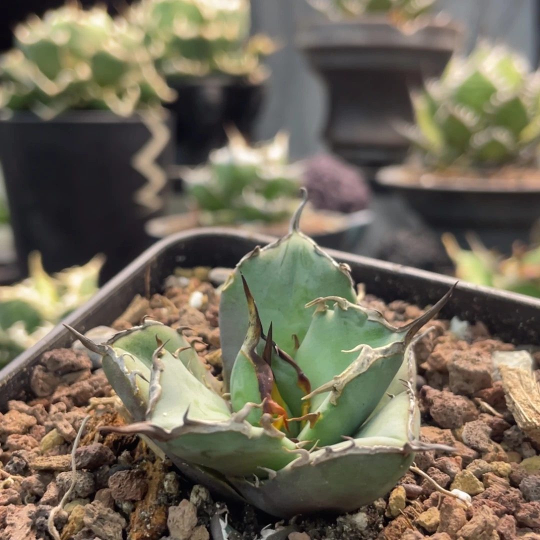 湾湾虎鯨顶芽8888888888888