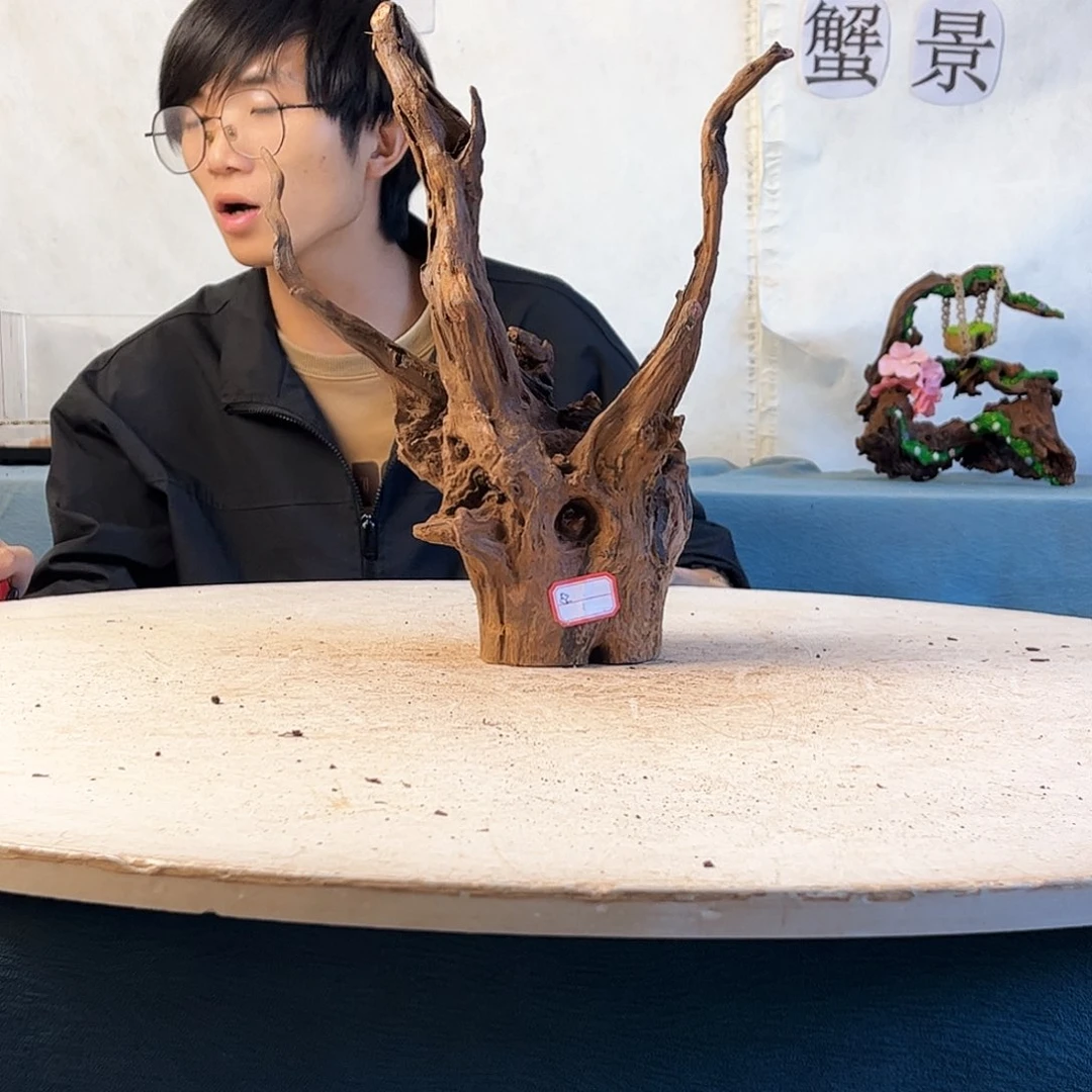 沉木造景爬宠造景