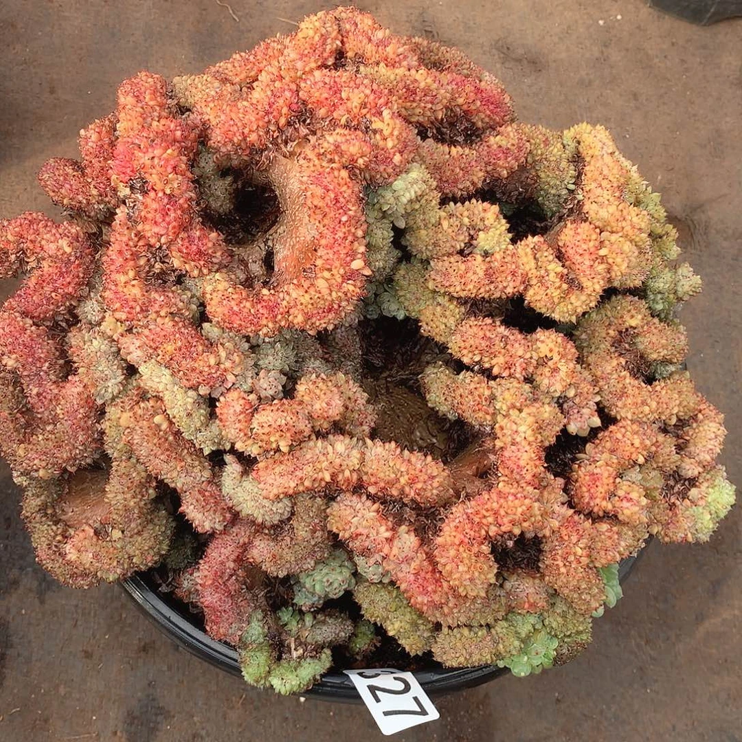 327白胖子缀瑕疵一物一拍多肉