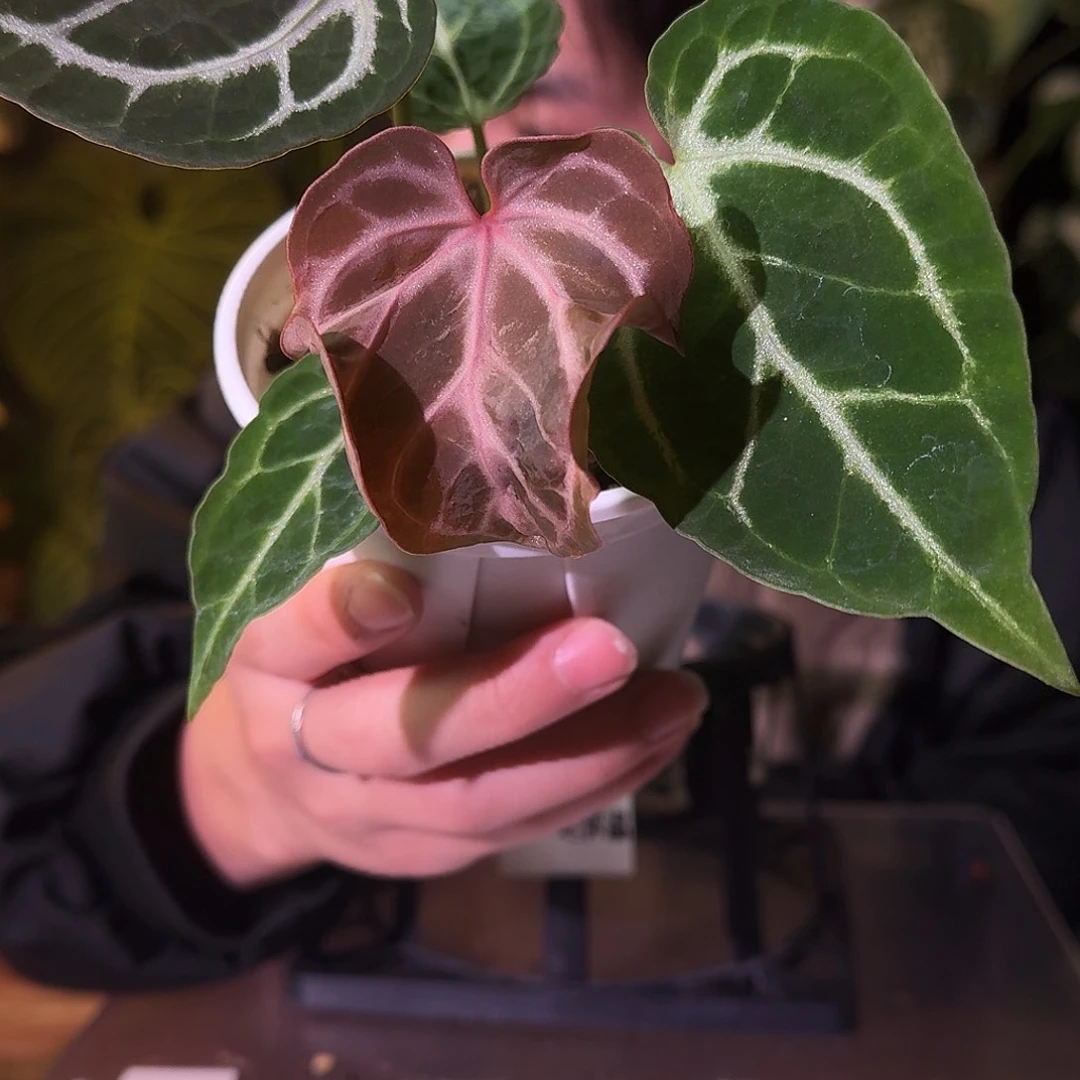 不开花植物G493个体skg银红杂kos