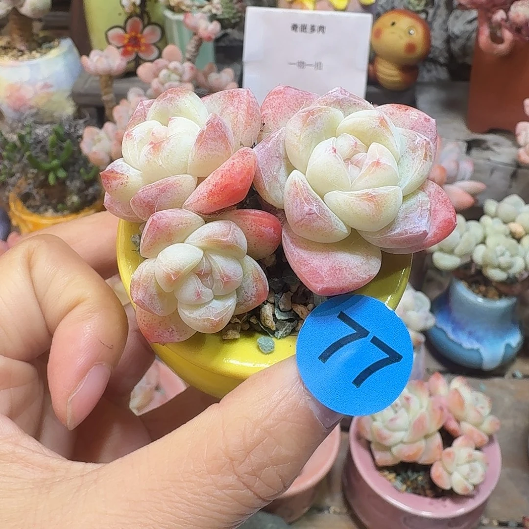 晚***点77 多肉含盆土 30元包邮非偏远