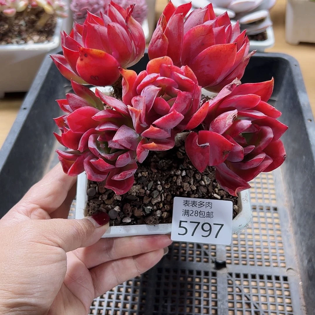 9号我们的确是一个很5797