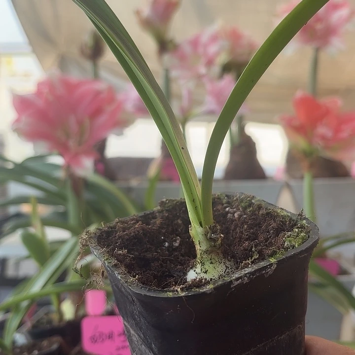 无花朵pi朱顶红直径3cm
