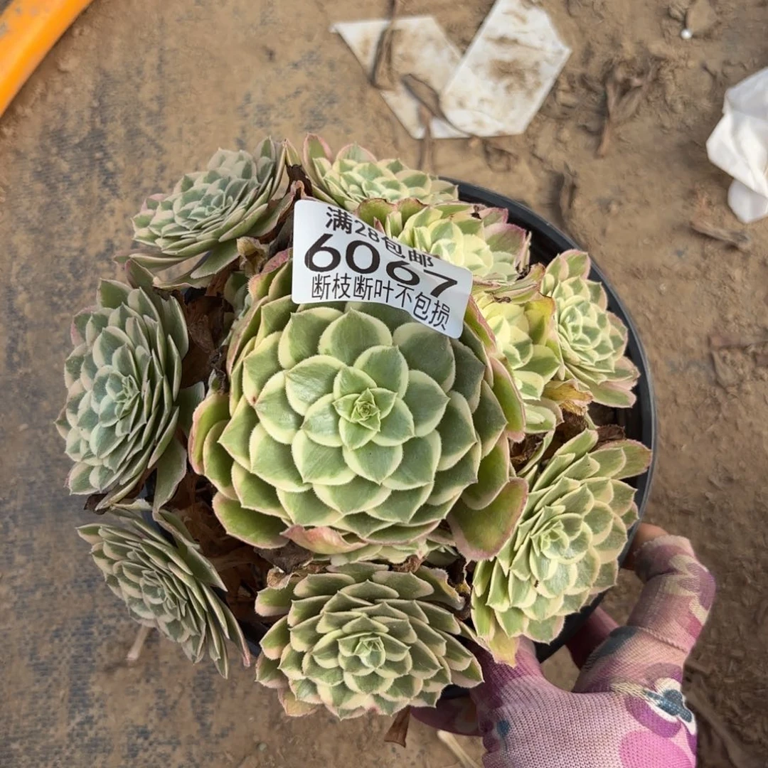 P. 6067孔雀翎多肉，bab