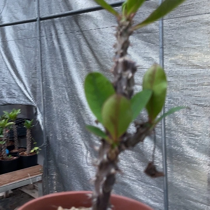 虎刺梅带根-跳舞的朵莉68