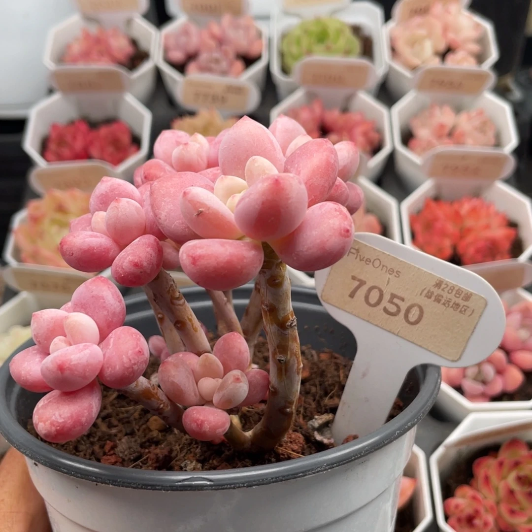 樱花洛神7050-10.0厘米