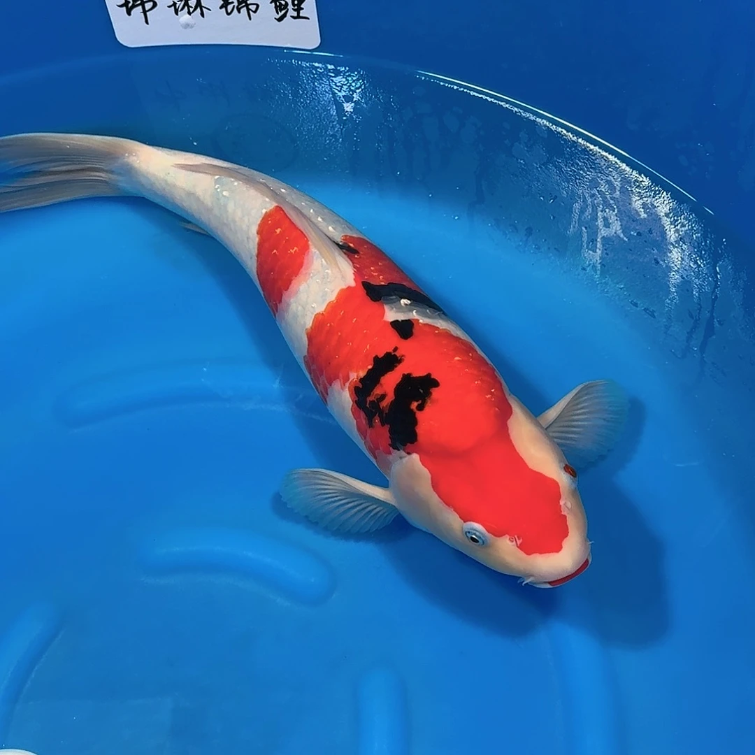 锦鲤阪井大正不包邮