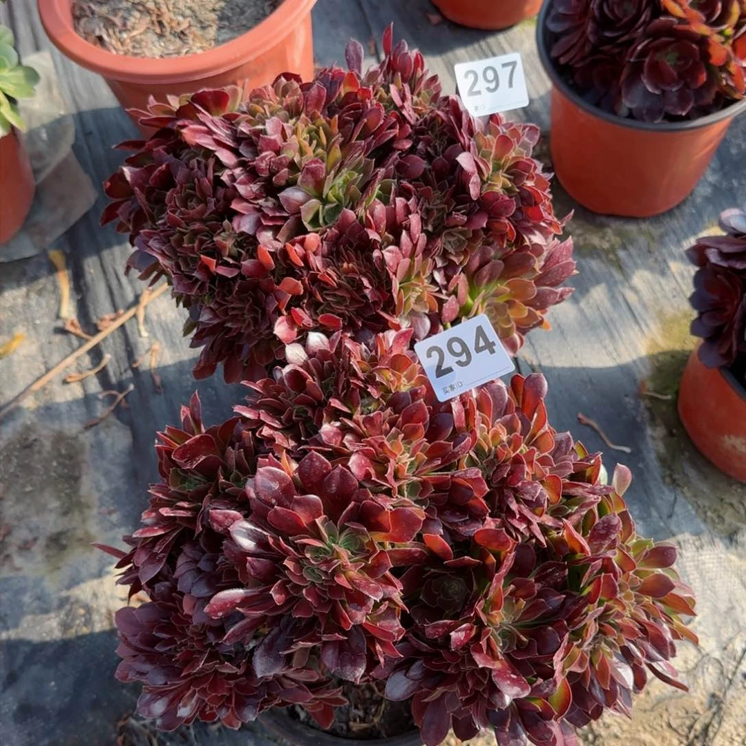 294297多肉植物两个