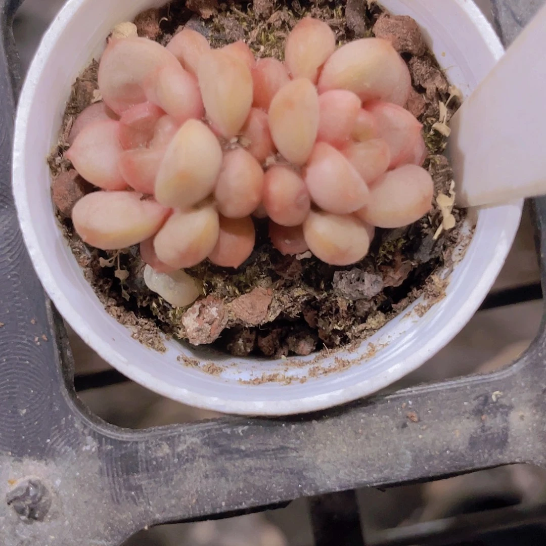 V***a葡萄a017一物一拍