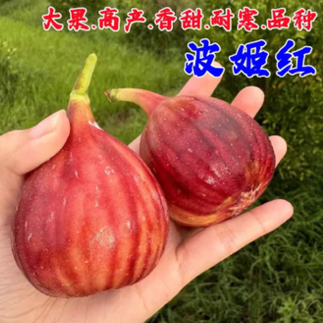 【波姬红】无花果树果苗家庭盆栽果树好养易结果可食用树苗