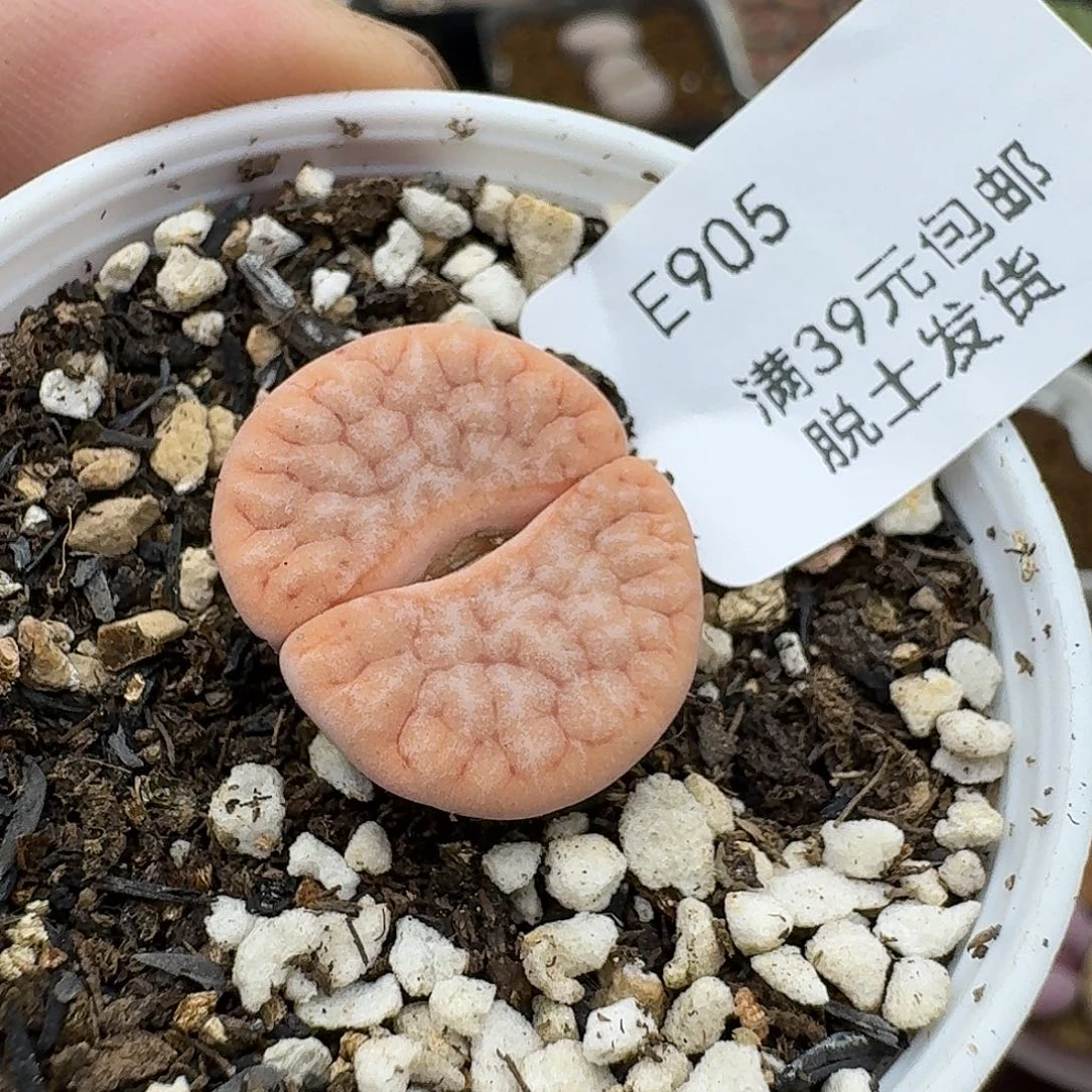 905哈哈哈哈哈哈哈哈