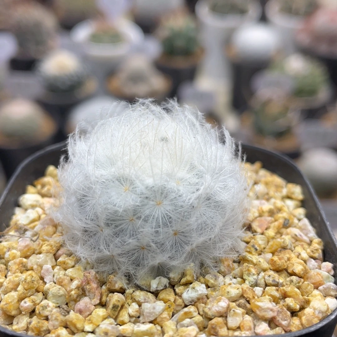 妙***佳鹤立羽           带土球发货