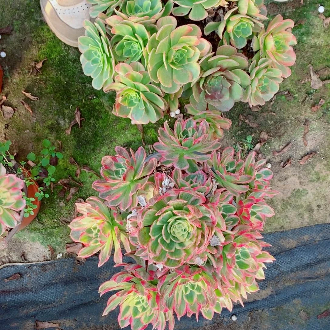 善***缘完全开放86号海王1颗多肉