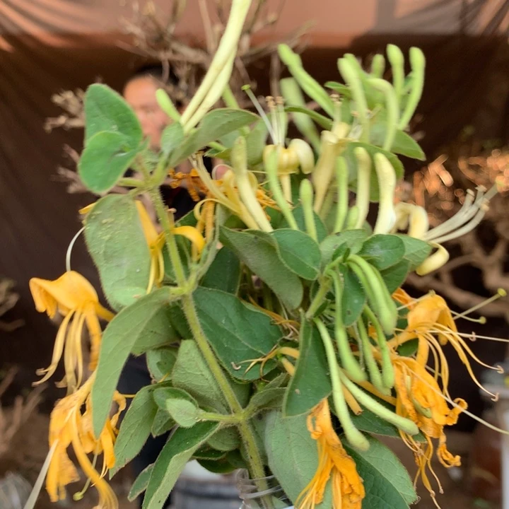 无花朵金银花125845368466522685556
