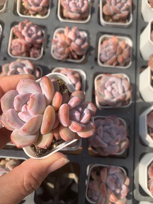 精品橙梦露两盆多肉