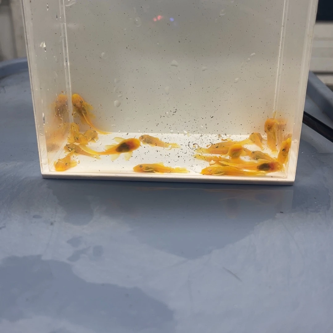 清道夫鱼小胡子20条开箱视频报损