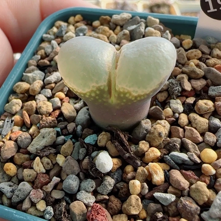 双十一大特多肉植物3号