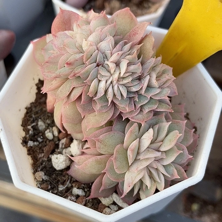 多肉植物昂斯诺缀556