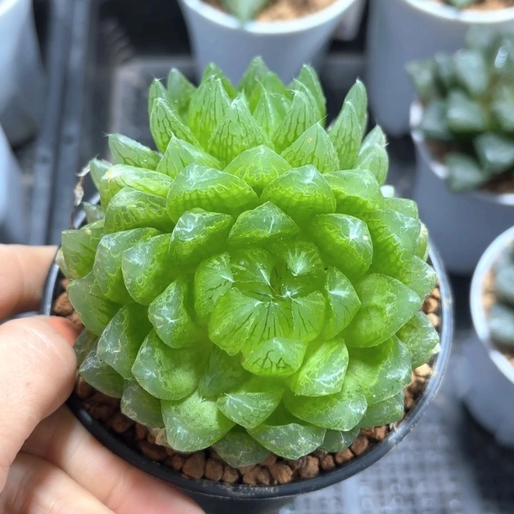 母本樱水晶多肉植物