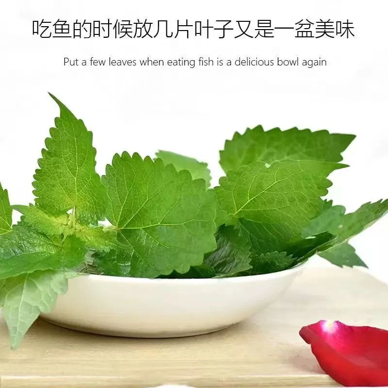 湖北本地藿香叶新鲜采摘现摘现发