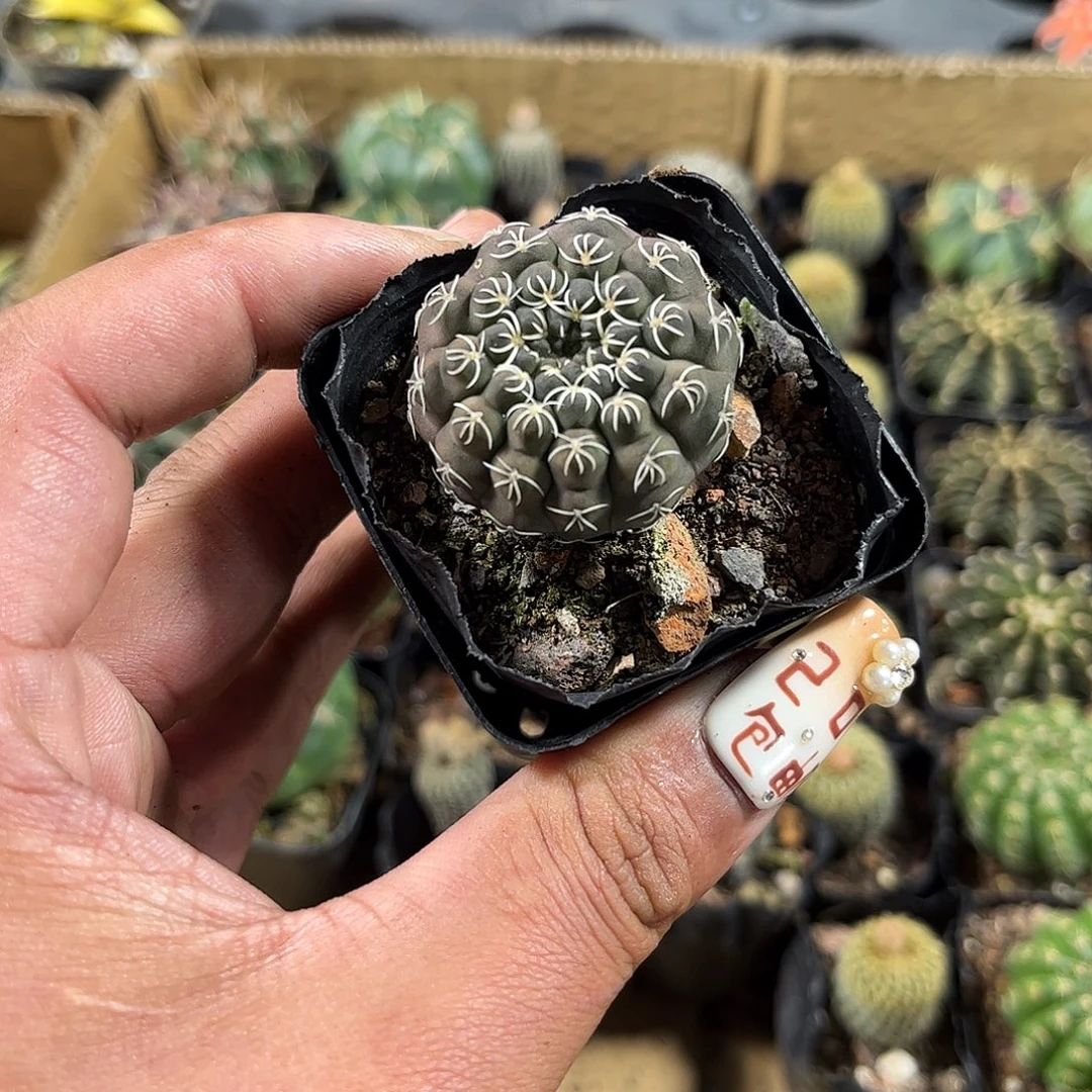 白刺瑞昌玉单头发货