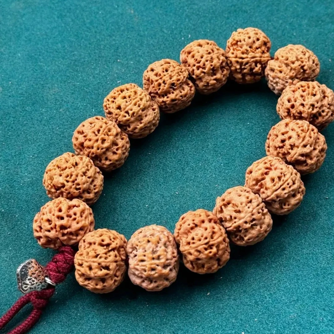 尼泊尔大金刚散籽