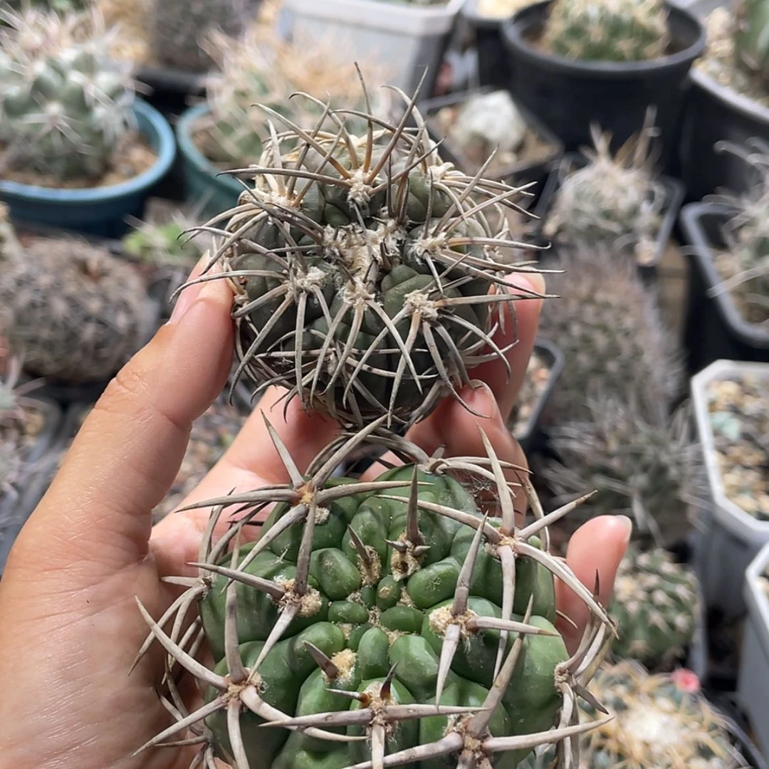 【闪购商品】组合冒根芽6666