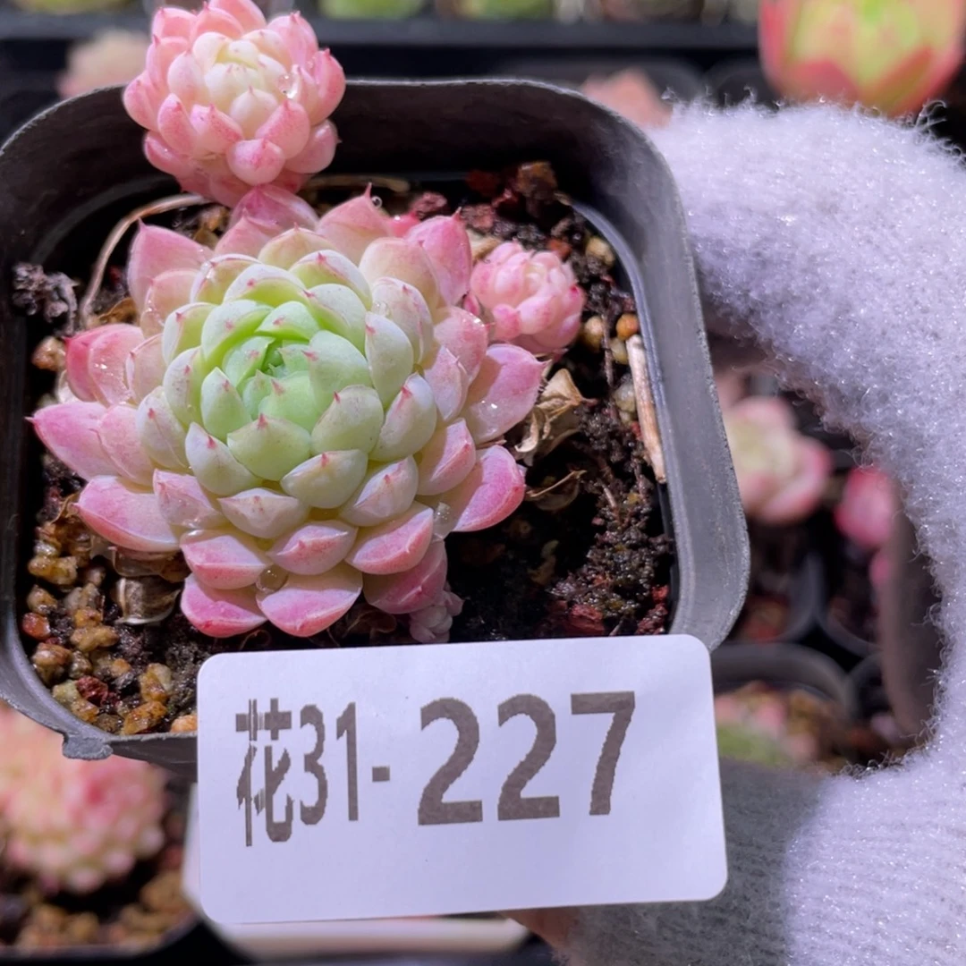 花利美31-227羊脂球