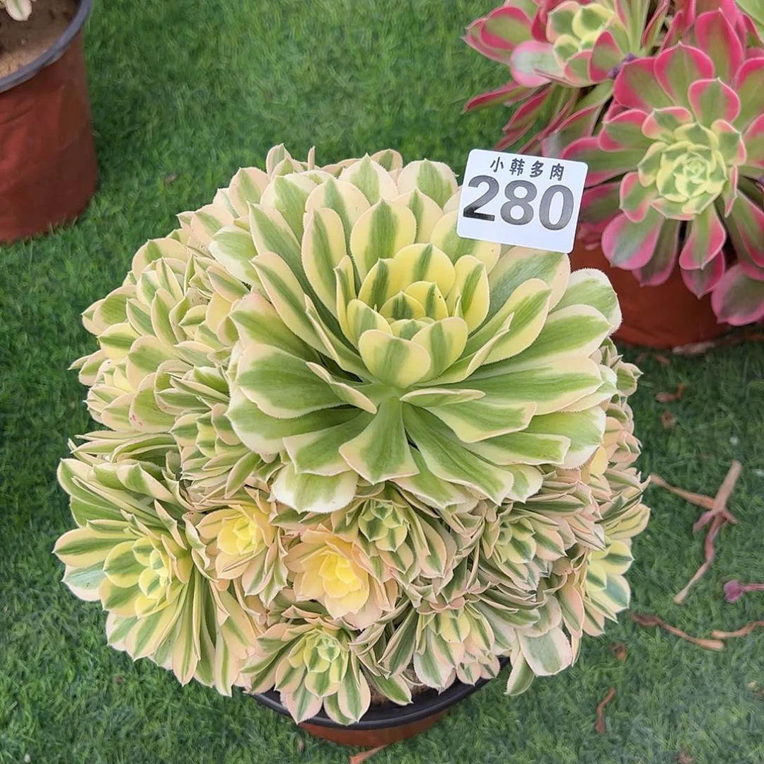 280迈巴赫捧花一颗