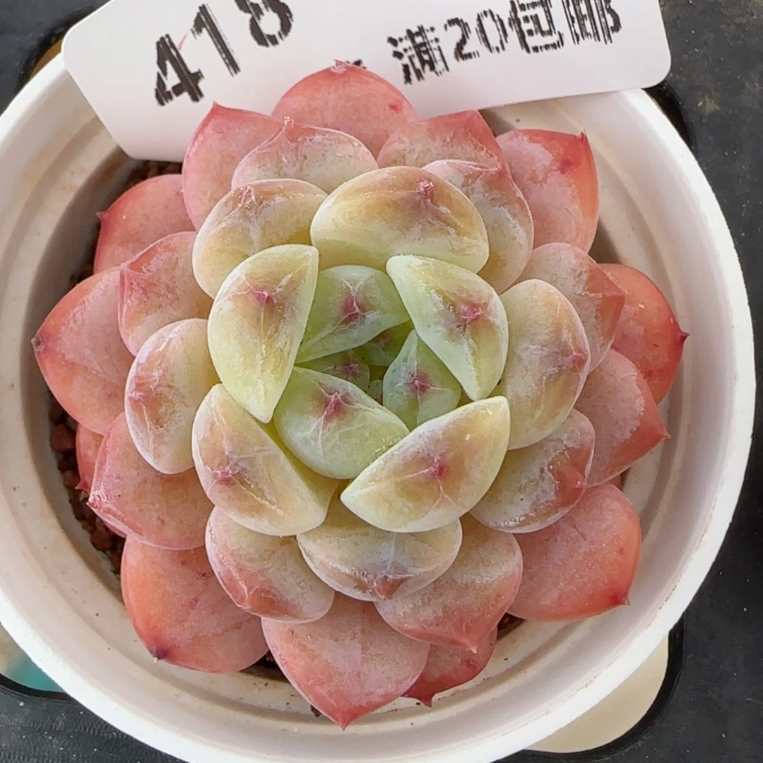 花语逸镜0205-418