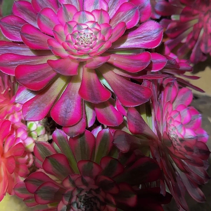 精品红铜壶超白锦老桩特价福利