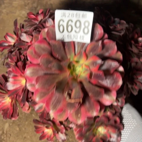 美杜莎多肉植物法师6698