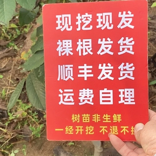 佳***箱吊坠文玩核桃粗筋