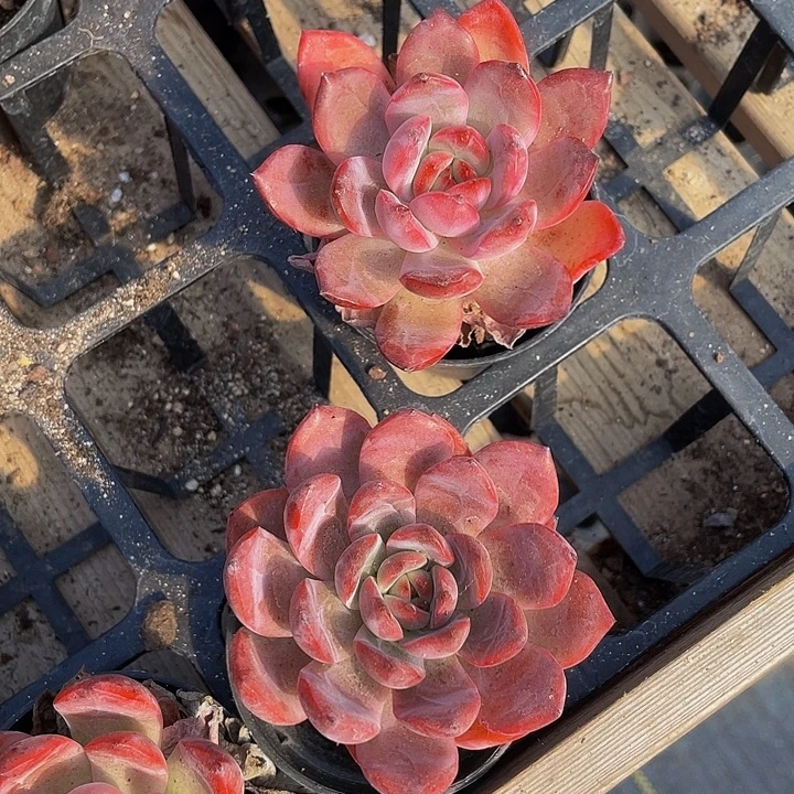 格林2.8带盆土发货