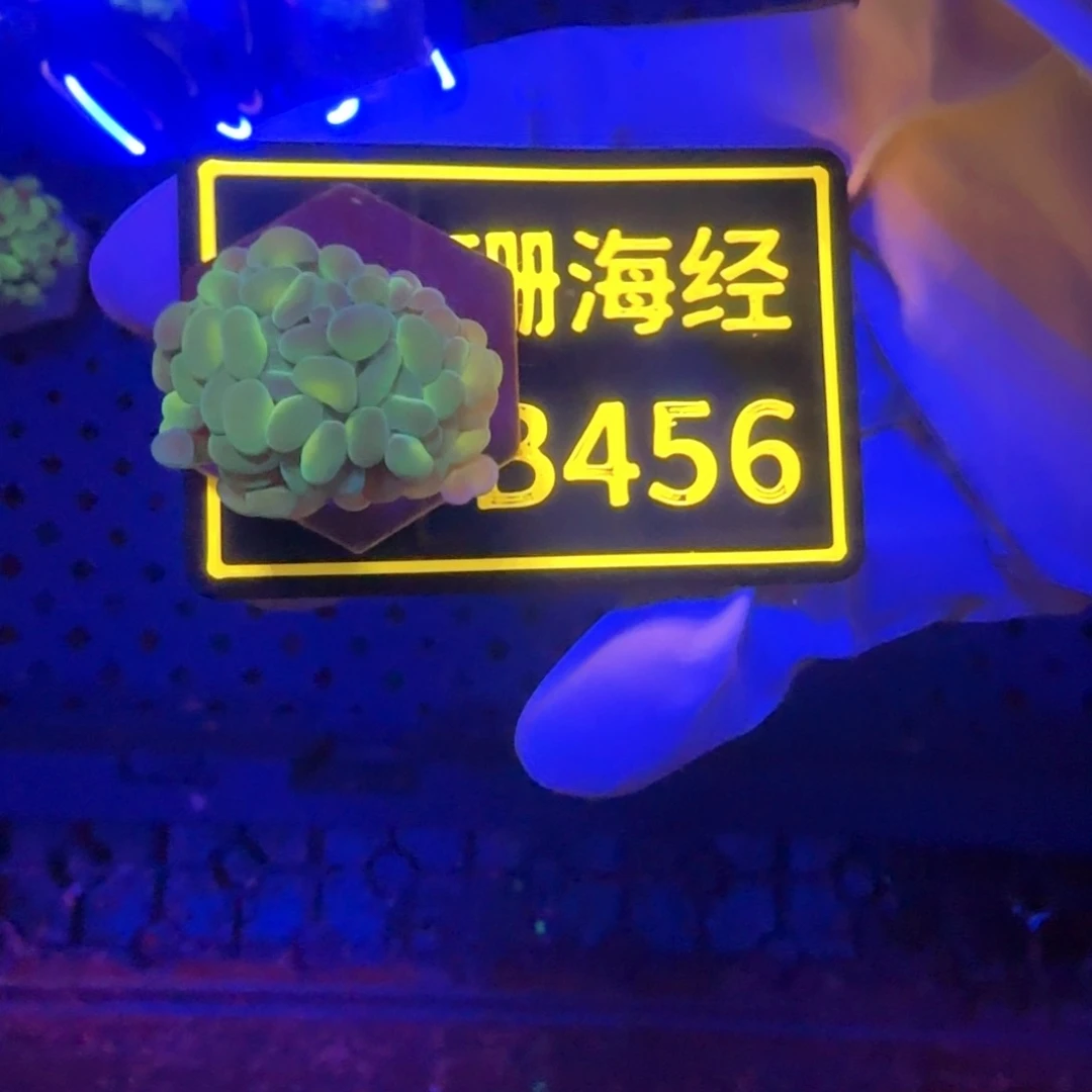 纽扣珊瑚派*星又又不包邮榔头B456