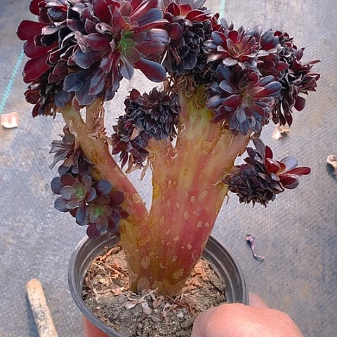 521欧紫缀化多肉植物