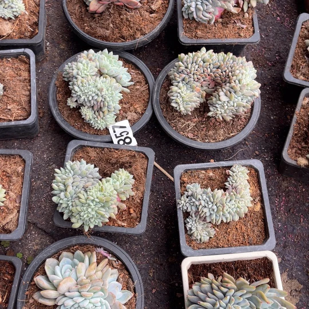 安***贝857号14888889999999