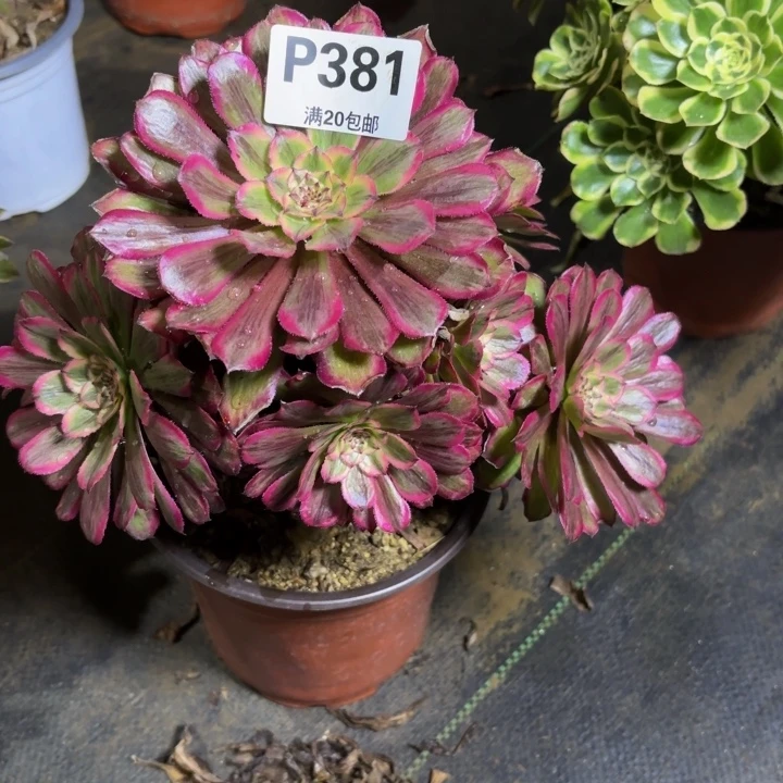 光****瑞妈，，。。。。381凌波仙子，