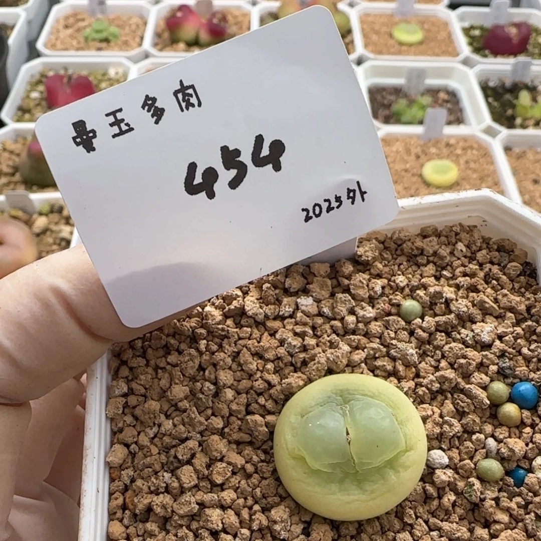 惠*多肉多肉多肉2025-454