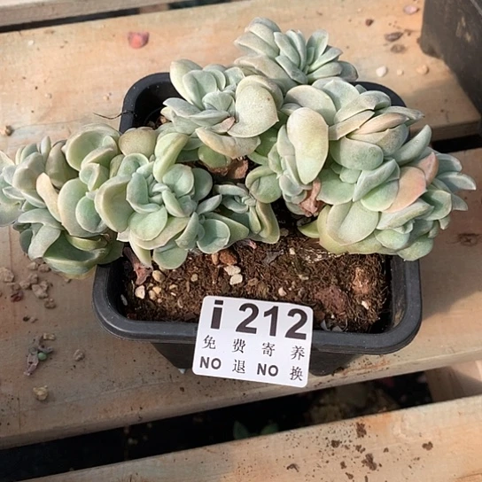 精***鞋可爱玫瑰缀化212 亏本处理退款拉黑7-8天发货