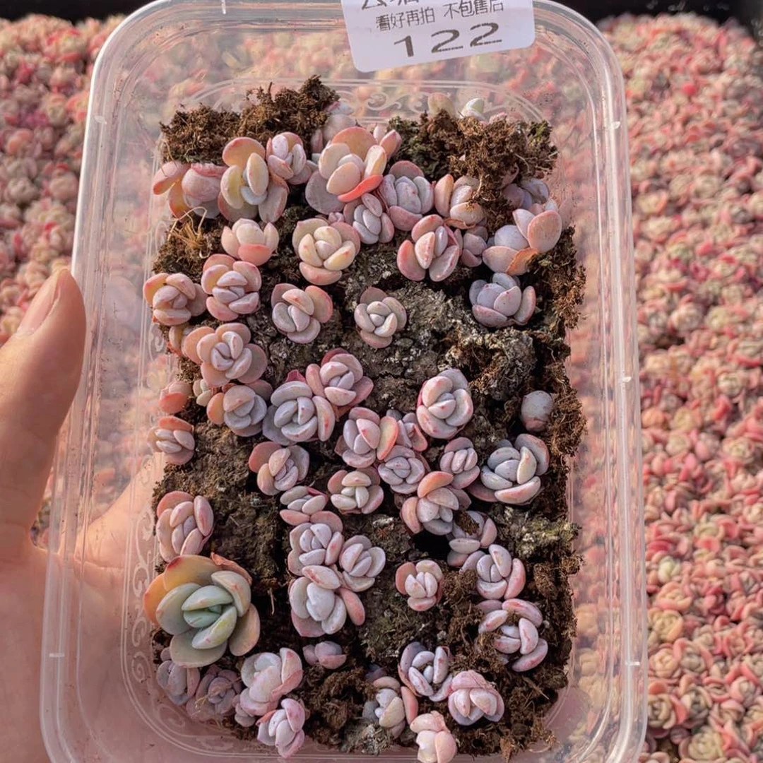云糖心多肉植物122