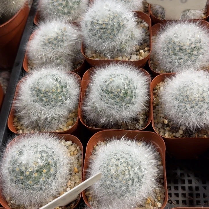 无刺丽光殿好养皮实