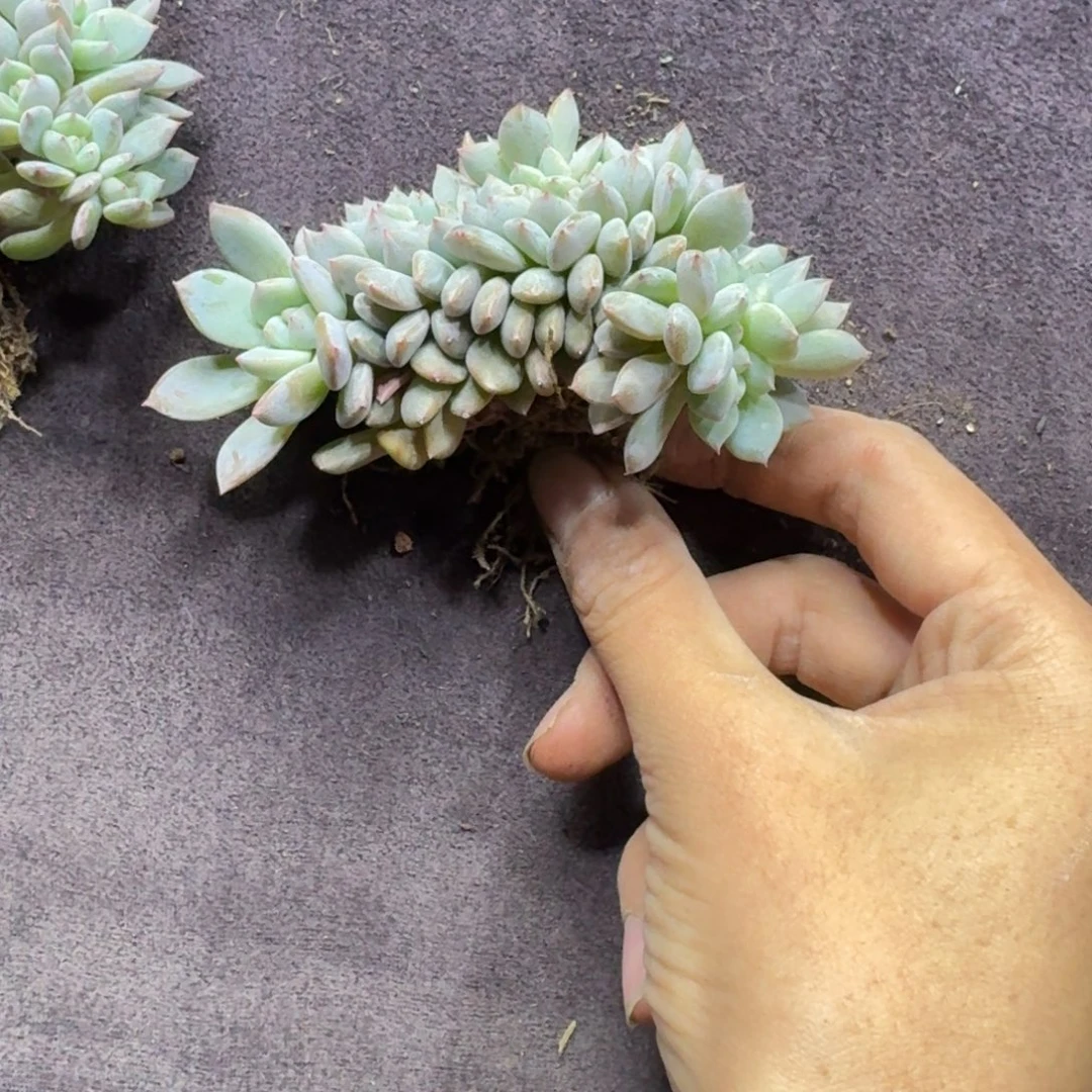 星影缀化龙头一物一拍