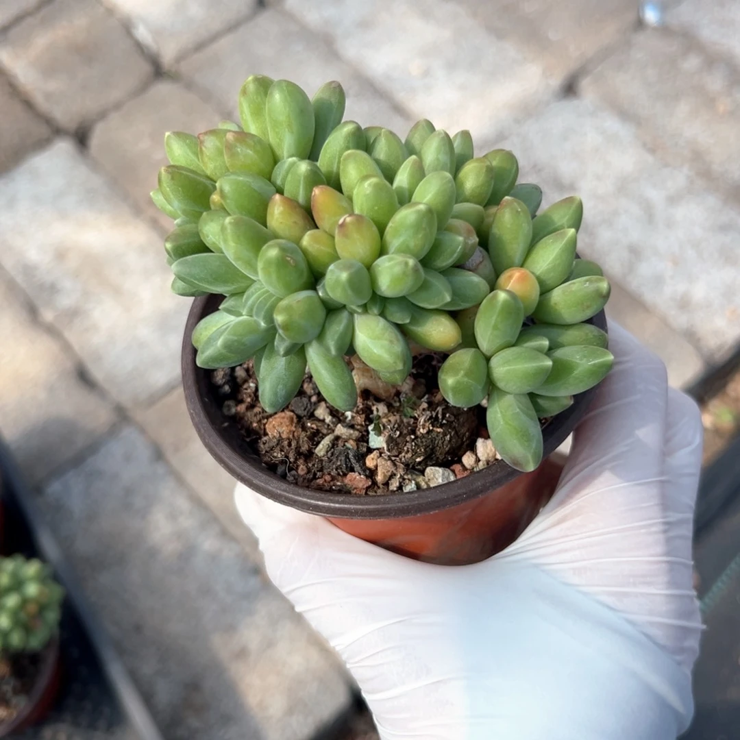 千代田缀化1111111111