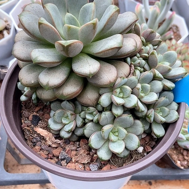多肉植物葡萄956多肉